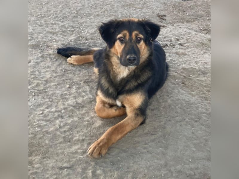 Glinda, geb. ca. 07/2025, lebt in GRIECHENLAND, im städt. Tierheim Serres