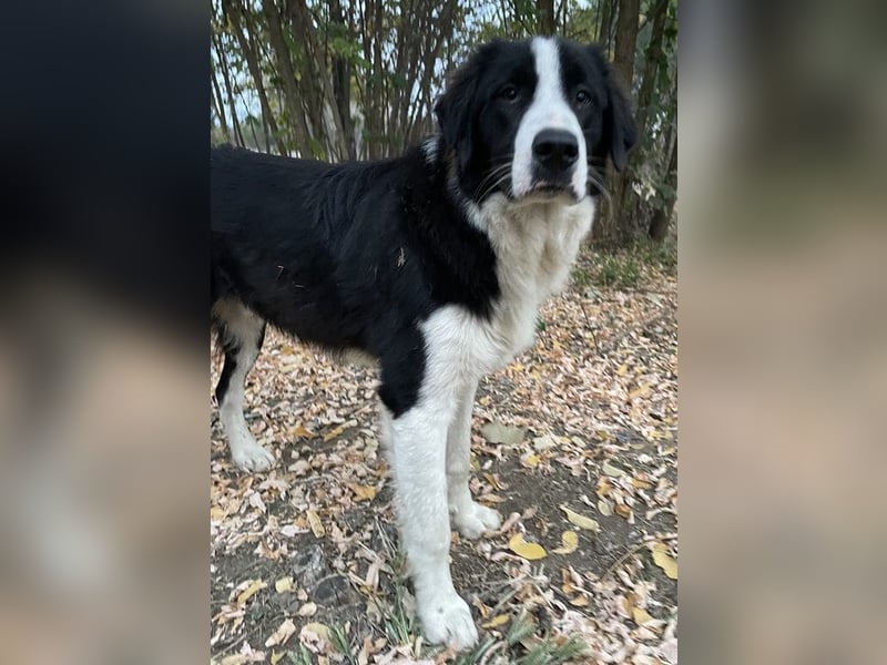 Sloan, geb. ca. 01/2022, lebt in GRIECHENLAND, auf einem Gelände, wird notdürftig versorgt