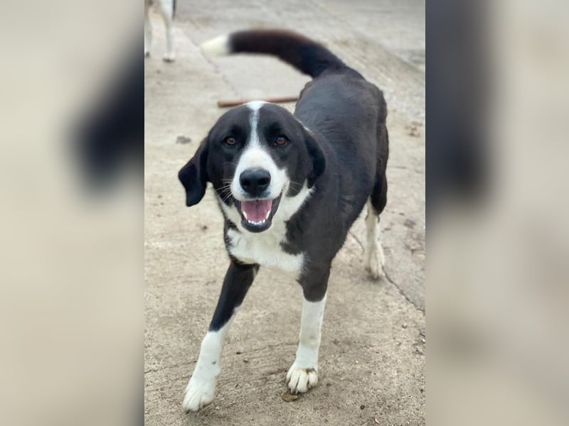 Arielle, geb. ca. 01/2023, lebt in GRIECHENLAND, im städt. Tierheim Serres