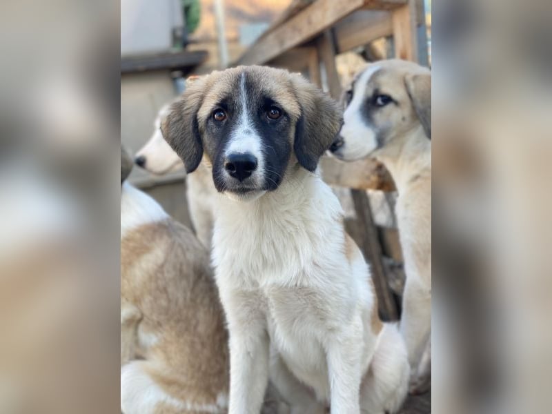 Dinka, geb. ca. 04/2025, lebt in GRIECHENLAND, im städt. Tierheim Serres