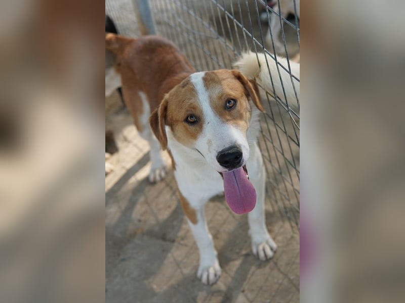 Benji, geb. ca. 10/2024, lebt in GRIECHENLAND, im städt. Tierheim Serres