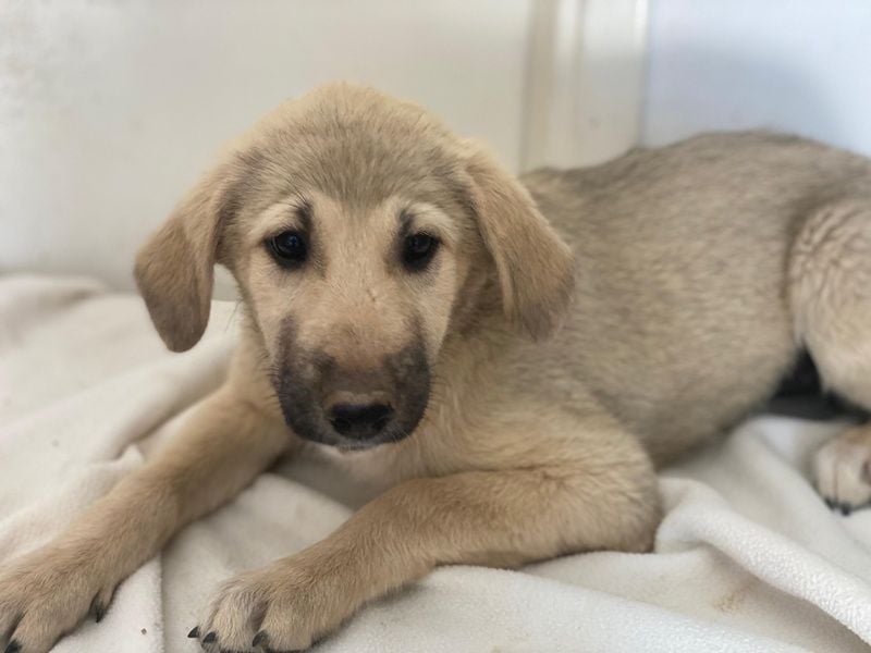 Glandy, geb. ca. 03/2025, lebt in GRIECHENLAND, im städt. Tierheim Serres