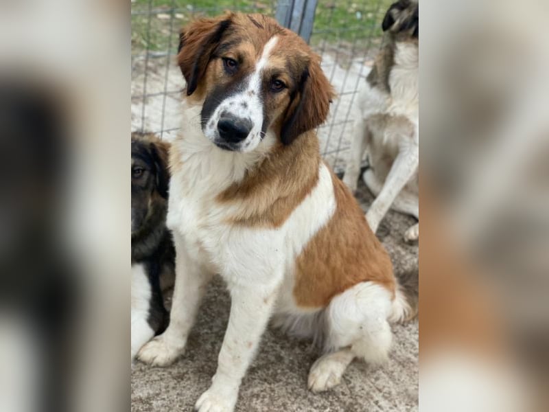 Barkley, geb. ca. 10/2024, lebt in GRIECHENLAND, auf einer privaten Pflegestelle