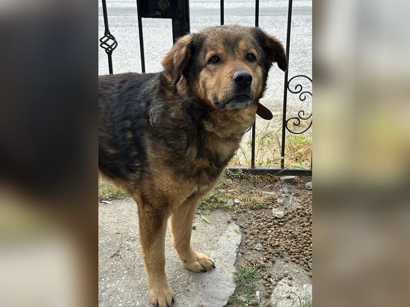 Frieder, geb. ca. 11/2019, lebt in GRIECHENLAND, im städt. Tierheim Serres