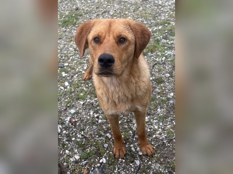 Valor, geb. ca. 05/2024, lebt in GRIECHENLAND, auf einem Gelände, wird notdürftig versorgt