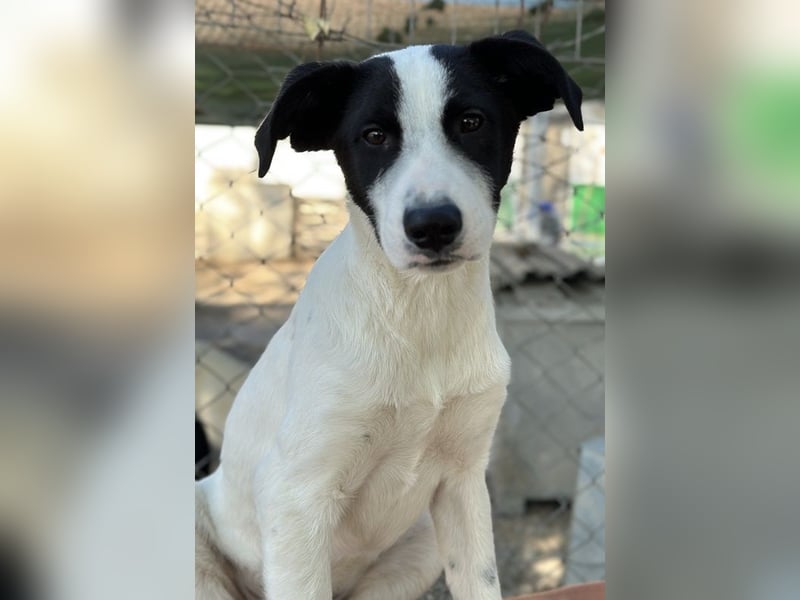 Capper, geb. ca. 06/2024, lebt in GRIECHENLAND, im städt. Tierheim Serres