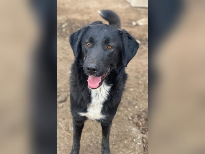 Panthera, geb. ca. 05/2023, lebt in GRIECHENLAND, auf einer privaten Pflegestelle