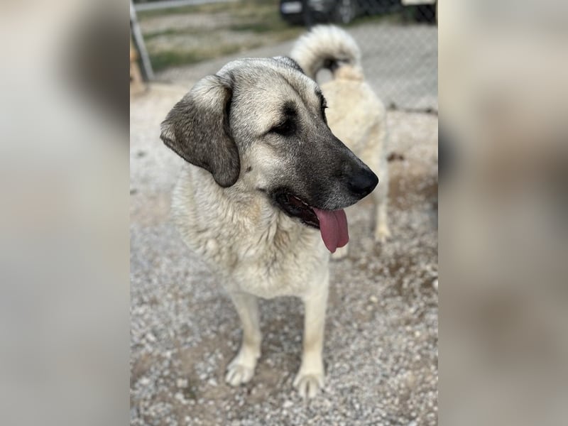 Little Pumpkin, geb. ca. 11/2021, lebt in GRIECHENLAND, im städt. Tierheim Serres