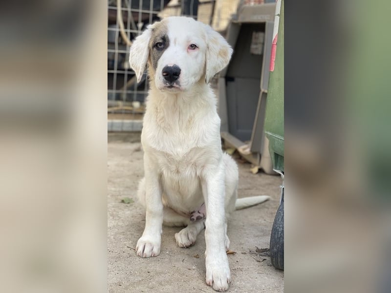 Arco, geb. ca. 02/2024, lebt in GRIECHENLAND, im städt. Tierheim Serres