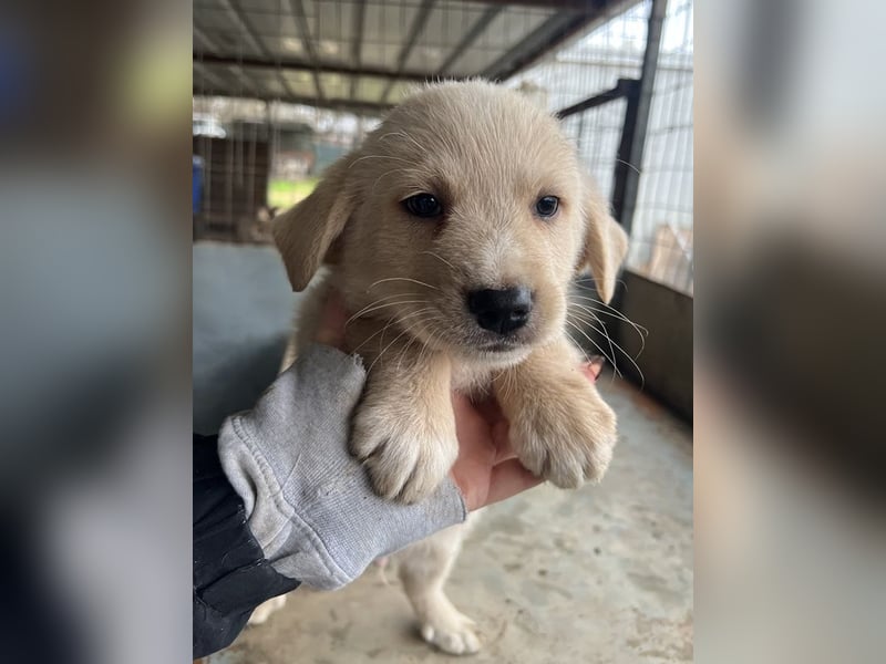 Ljón, geb. ca. 11/2025, lebt in GRIECHENLAND, auf einer privaten Pflegestelle