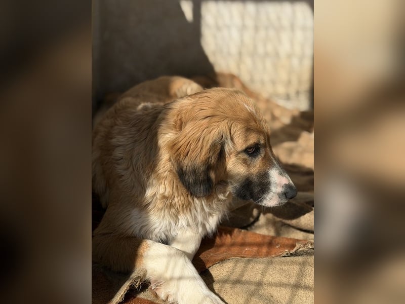 Blümchen, geb. ca. 08/2024, lebt in GRIECHENLAND, im städt. Tierheim Serres