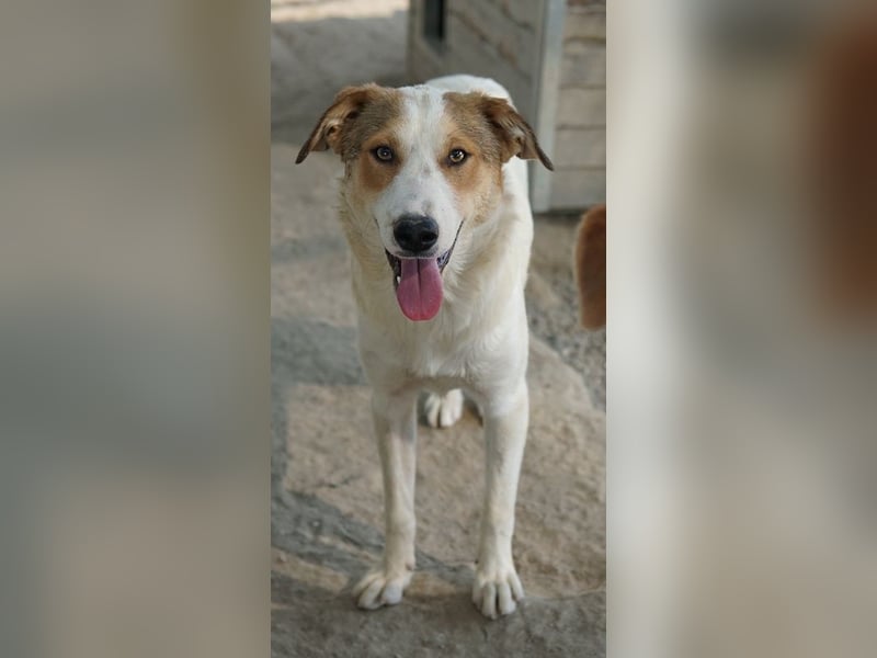 Chico, geb. ca. 10/2024, lebt in GRIECHENLAND, im städt. Tierheim Serres