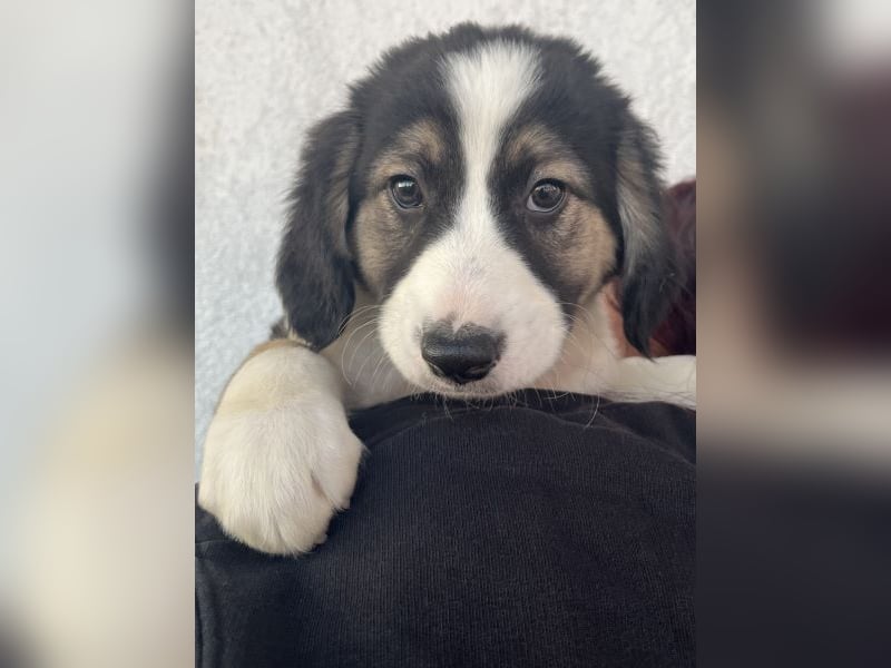 Rhydan, geb. ca.09/2025, lebt in GRIECHENLAND, im städt. Tierheim Serres