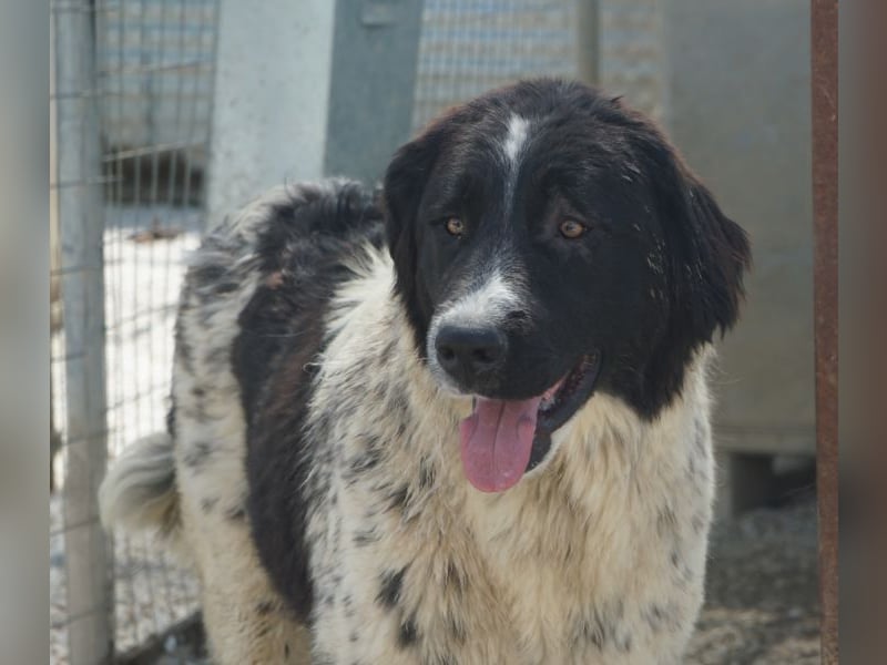 Anastasia, geb. ca. 05/2025, lebt in GRIECHENLAND, im städt. Tierheim Serres