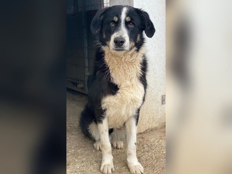 Cars, geb. ca. 12/2023, lebt in GRIECHENLAND, im städt. Tierheim Serres
