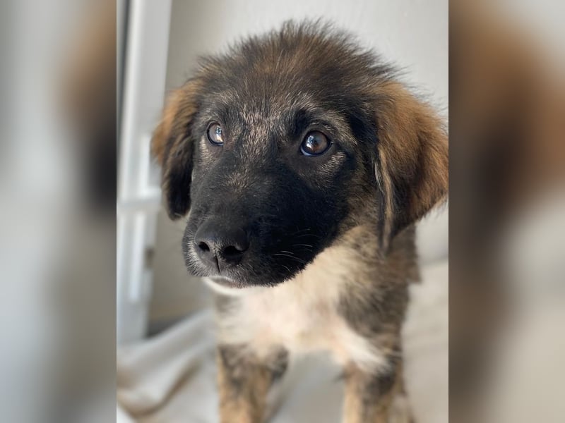 Moglito, geb. ca. 03/2025, lebt in GRIECHENLAND, im städt. Tierheim Serres