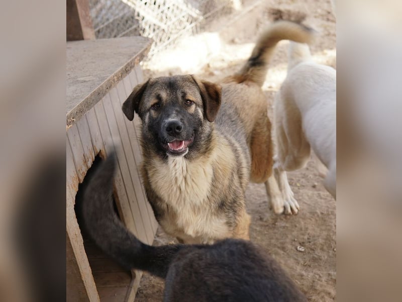 Davio, geb. ca. 06/2023, lebt in GRIECHENLAND, im städt. Tierheim Serres