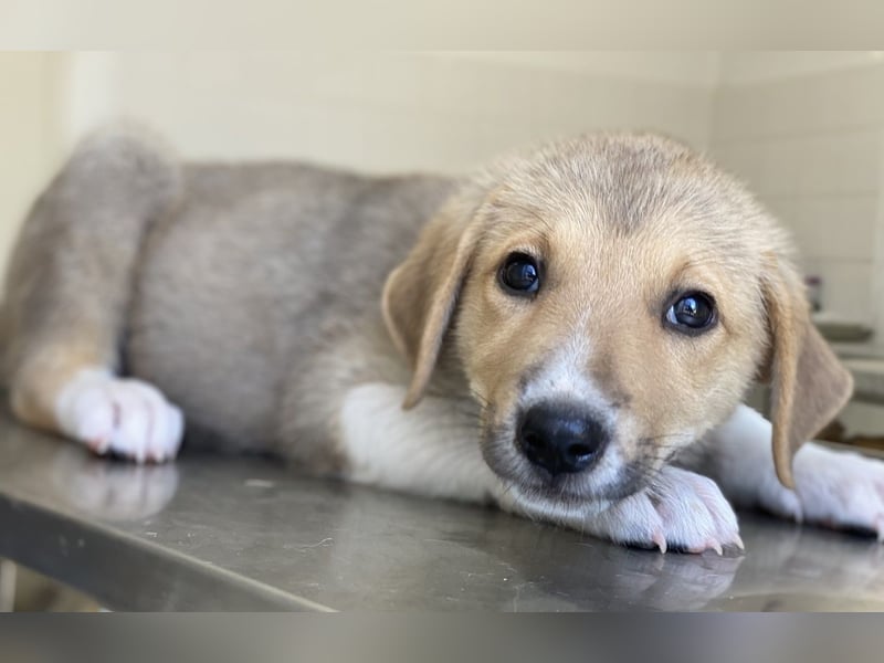 Padme, geb. ca. 04/2024, lebt in GRIECHENLAND, im städt. Tierheim Serres