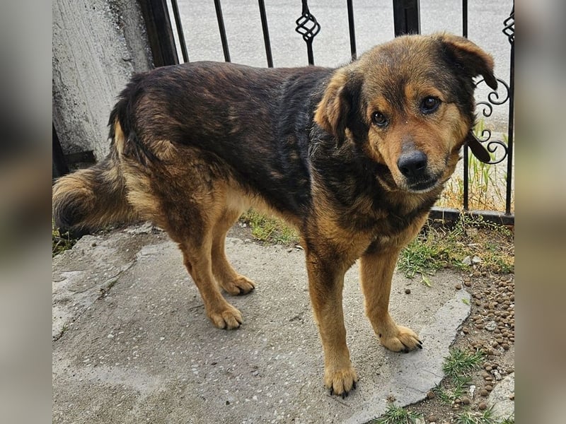 Frieder, geb. ca. 11/2019, lebt in GRIECHENLAND, im städt. Tierheim Serres