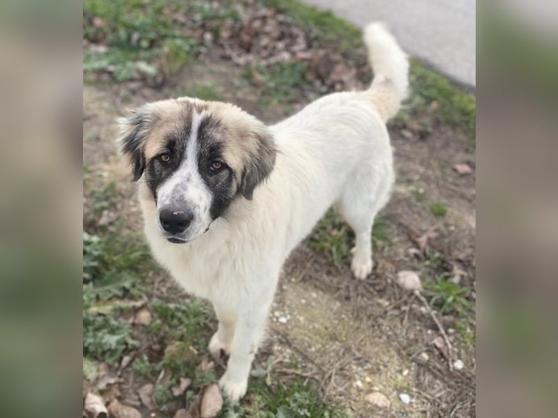 Chef, geb. ca. 07/2025, lebt in GRIECHENLAND, im städt. Tierheim Serres