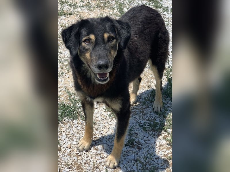 Lavinia, geb. ca. 06/2019, lebt in GRIECHENLAND, im städt. Tierheim Serres