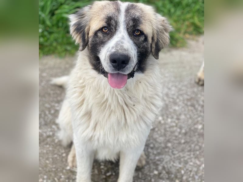 Chef, geb. ca. 07/2025, lebt in GRIECHENLAND, im städt. Tierheim Serres