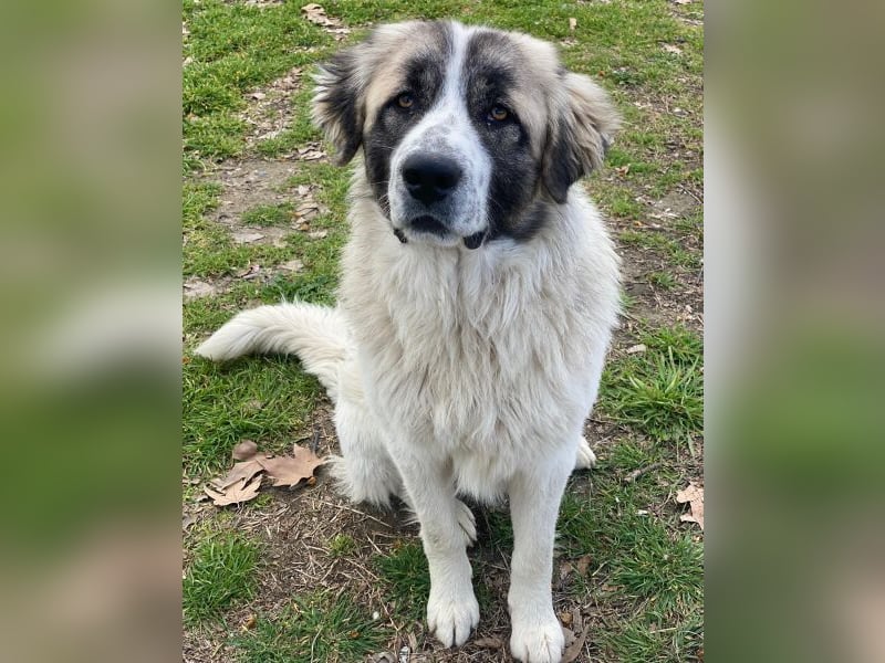 Chef, geb. ca. 07/2025, lebt in GRIECHENLAND, im städt. Tierheim Serres