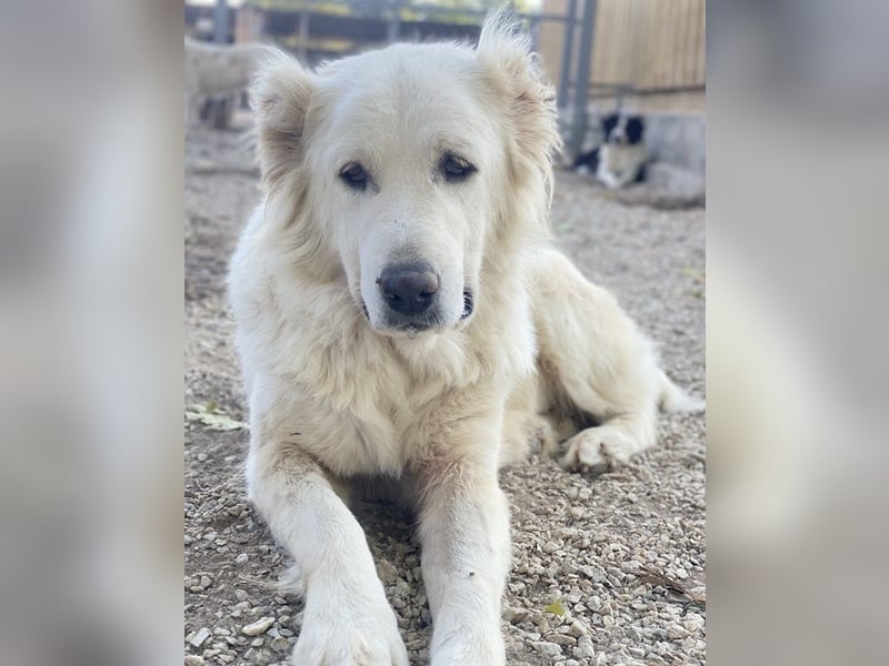 Kankara, geb. ca. 02/2022, lebt in GRIECHENLAND, im städt. Tierheim Serres