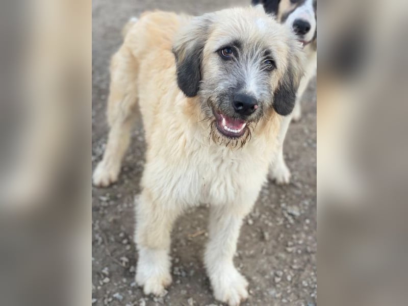 Taigo, geb. ca.09/2025, lebt in GRIECHENLAND, im städt. Tierheim Serres