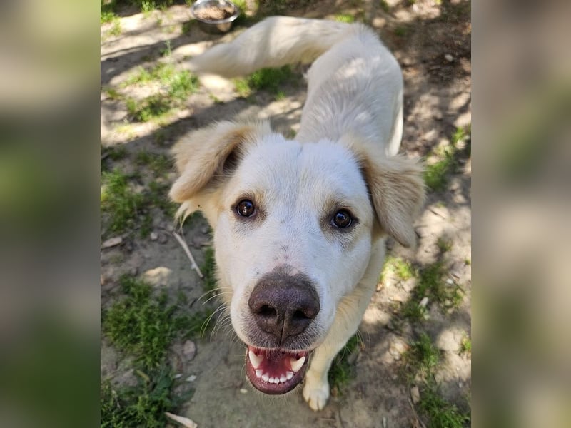 Malu, geb. ca. 07/2024, lebt in GRIECHENLAND, auf einer privaten Pflegestelle