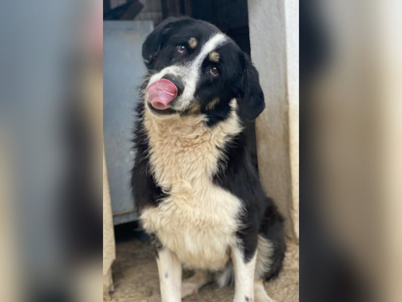 Cars, geb. ca. 12/2023, lebt in GRIECHENLAND, im städt. Tierheim Serres