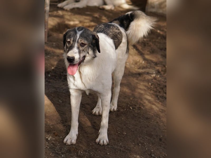 Vanessa, geb. ca. 05/2022, lebt in GRIECHENLAND, auf einer privaten Pflegestelle