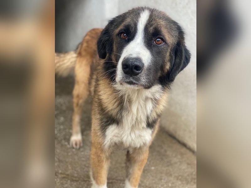 Beetles, geb. ca. 11/2024, lebt in GRIECHENLAND, im städt. Tierheim Serres