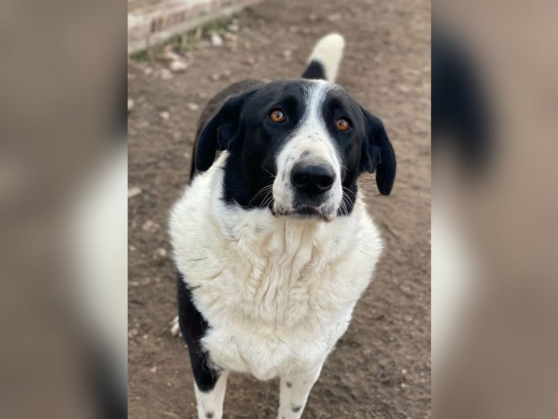 Franka, geb. ca. 06/2019, lebt in GRIECHENLAND, im städt. Tierheim Serres