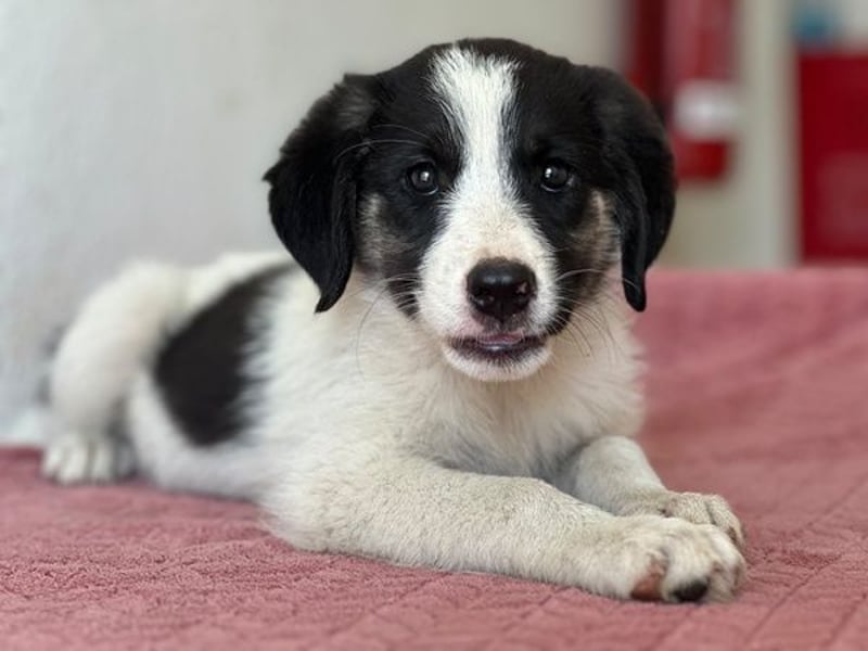 Pina, geb. ca. 05/2026, lebt in GRIECHENLAND, im städt. Tierheim Serres