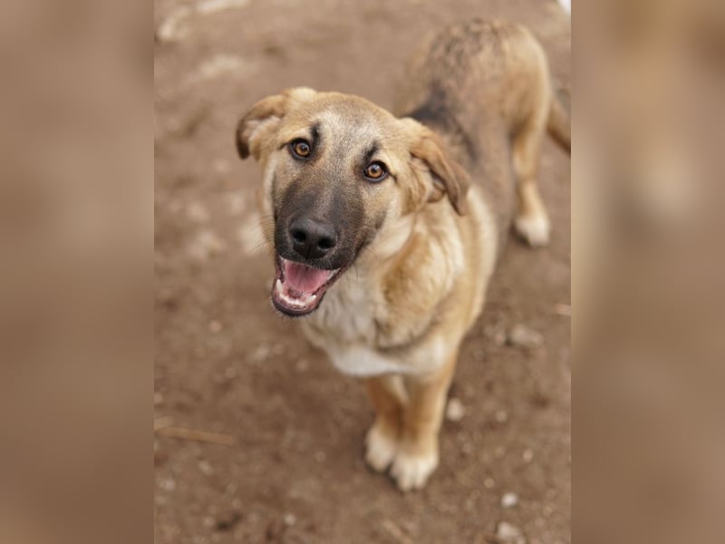 Lauser, geb. ca. 10/2023, lebt in GRIECHENLAND, auf einem Gelände, Hunde werden notdürftig versorgt