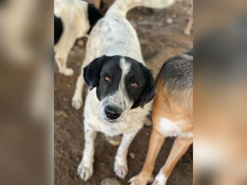 Valentino, geb. ca. 05/2021, lebt in GRIECHENLAND, im städt. Tierheim Serres