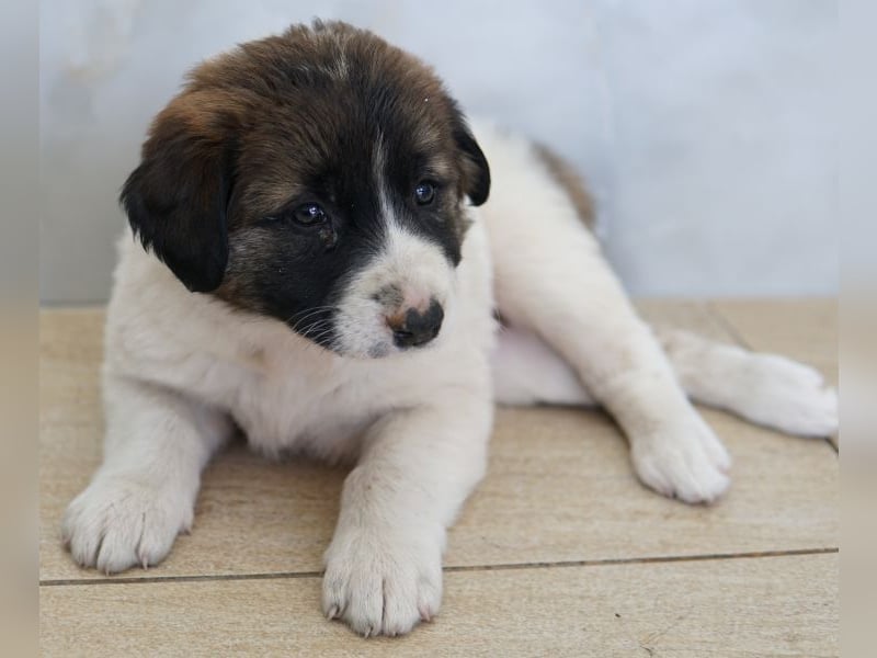 Calma, geb. ca. 01/2026, lebt in GRIECHENLAND, auf einer privaten Pflegestelle