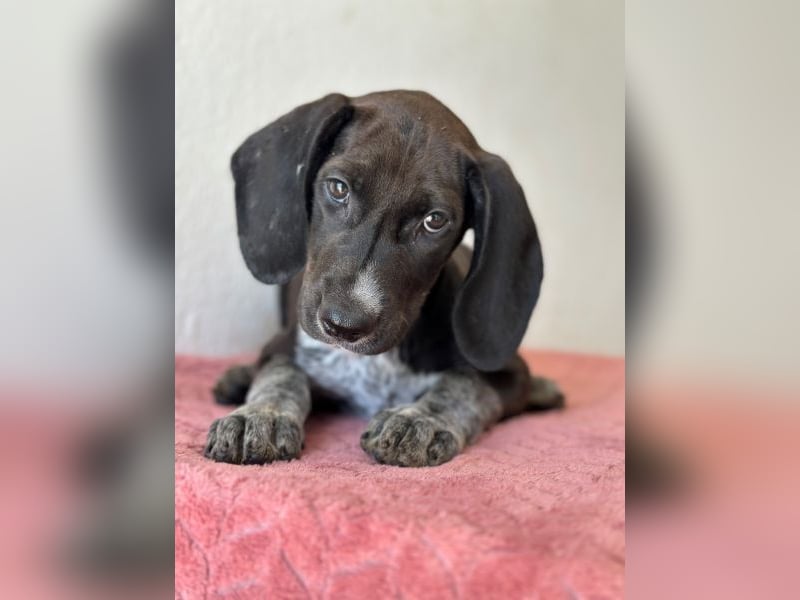 Kiki, geb. ca. 06/2026, lebt in GRIECHENLAND, im städt. Tierheim Serres
