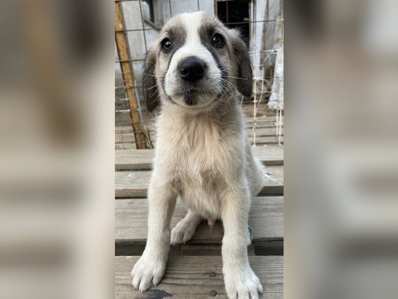 Carlo, geb. ca. 08/2022, lebt in GRIECHENLAND, auf einer privaten Pflegestelle