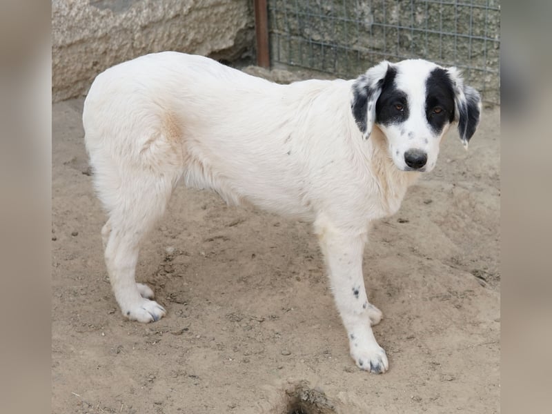 Sauvignon Blanc, geb. ca. 09/2025, lebt in GRIECHENLAND, auf einer privaten Pflegestelle