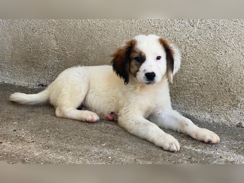 Fidi, geb. ca. 08/2025, lebt in GRIECHENLAND, im städt. Tierheim Serres