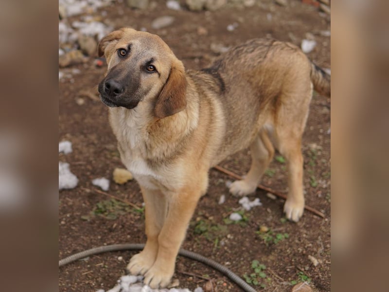 Lauser, geb. ca. 10/2023, lebt in GRIECHENLAND, auf einem Gelände, Hunde werden notdürftig versorgt