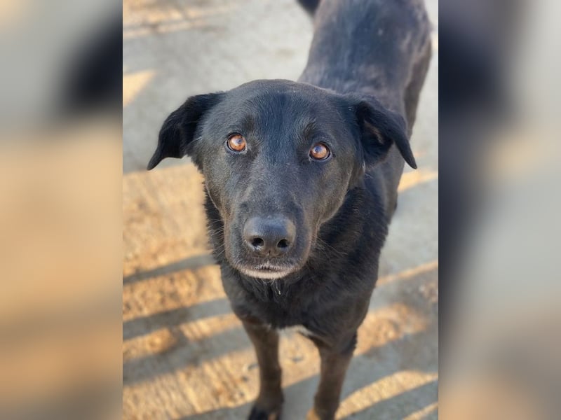 Gimpo, geb. ca. 03/2024, lebt in GRIECHENLAND, im städt. Tierheim Serres