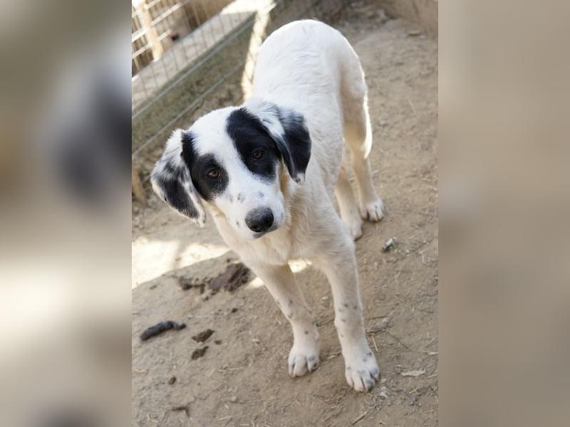 Sauvignon Blanc, geb. ca. 09/2025, lebt in GRIECHENLAND, auf einer privaten Pflegestelle