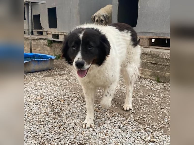 Cora, geb. ca. 07/2022, lebt in GRIECHENLAND, im städt. Tierheim Serres