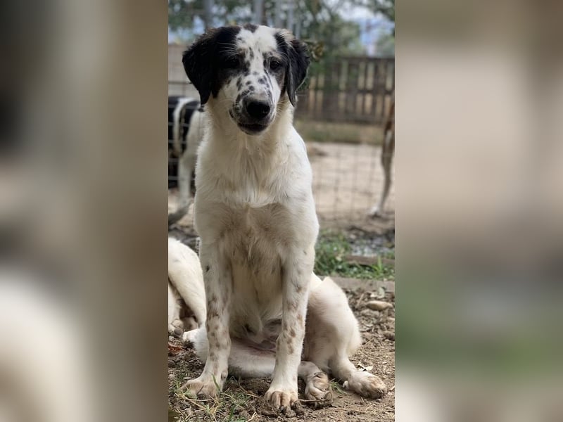 Lime, geb. ca. 02/2023, lebt in GRIECHENLAND, auf einer privaten Pflegestelle