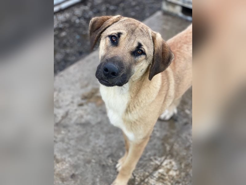 Zira, geb. ca. 02/2025, lebt in GRIECHENLAND, auf einer privaten Pflegestelle