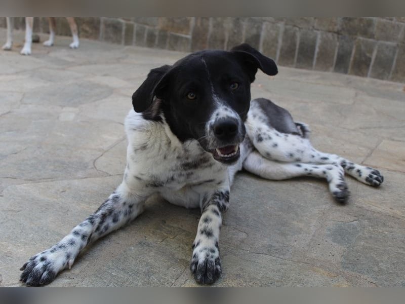 Kimisi, geb. ca. 03/2024, lebt in GRIECHENLAND, auf einer privaten Pflegestelle