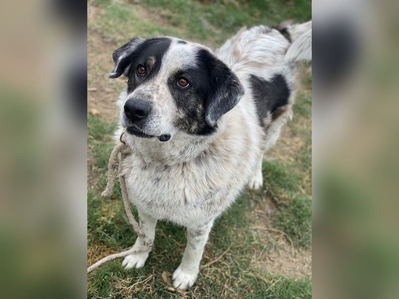 Pavlos, geb. ca. 05/2021, lebt in GRIECHENLAND, auf einer privaten Pflegestelle